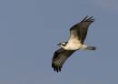 Osprey_4_A.jpg