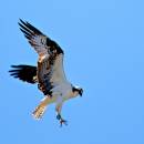 Osprey_D700_2561_5x5.jpg