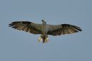 Osprey_Searching_ARC_0149.jpg
