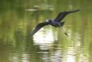 Osprey_and_assorted_Jan_07_0201.jpg