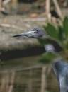 Osprey_and_assorted_Jan_07_1152.jpg