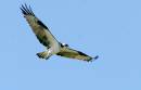 Osprey_baby_yeh_Jan_07_1583.jpg