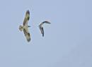Osprey_chase.jpg
