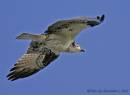 Osprey_in_Nassau2_demo.jpg