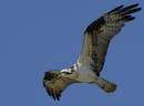 Osprey_on_the_hunt4_ALP_Nassau_BS.jpg
