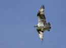 Osprey_with_breakfast_2.jpg