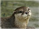 Otter7.jpg