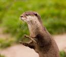 Otter_April.jpg