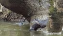 Otters1.jpg