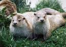 Otters_to_day.jpg