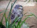 Owl-.JPG