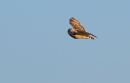 Owl-Short.jpg