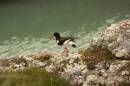 Oyster_catcher_at_watch.jpg