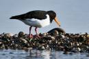 Oystercatcher1.jpg