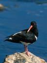 Oystercatcher_stood_on_rock_in_river_3.jpg
