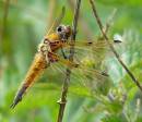 P1020194_four_spotted_chaser_f_.jpg