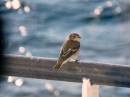 P1020652-1.JPG