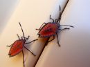 P1082011_little_bugs.jpg