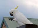 P3123445cocky_on_roof.jpg
