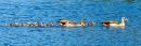 P5130090-DxO_DeepPRIME-3_edited-2.jpg