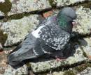 PIGEON1.jpg