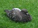 PIGEON2.jpg