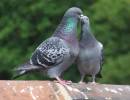 PIGEONS.jpg