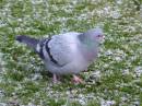 PIGEON_1.jpg