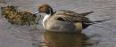 PINTAIL.jpg