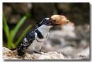 PKingfisher4209.jpg