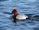 POCHARD.JPG