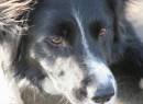 POOCHPORTRAIT.jpg