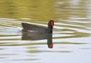 P_program_birds2_Jan_07_0801jpg.jpg