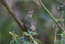 P_program_birds5_Jan_07_0022.jpg