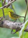 P_program_birds_Jan_07_1102.jpg