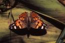 /gallery/data/501/thumbs/Painted_Lady.jpg