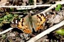 Painted_Lady1.jpg