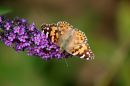 Painted_Lady_Vanessa_cardui_2.jpg