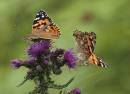 Painted_ladies-1.jpg