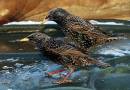 Pair_of_Colourful_Starlings.jpg