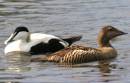 Pair_of_Eider_Ducks.jpg