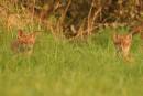 Pair_of_Fox_Cubs.jpg