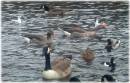 Park_birds_1.JPG