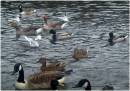 Park_birds_2.JPG