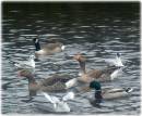 Park_birds_3.JPG