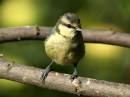 Parus_caeruleus-Luigi_A.jpg