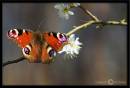 Peacock-Butterfly1.jpg