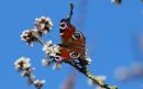 Peacock_Aglais_Butterfly_26-3-2020_.jpg