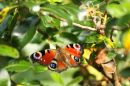 Peacock_Butterfly_800.jpg