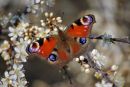 Peacock_Butterfly_Aglais_io_7-4-2015_3.jpg